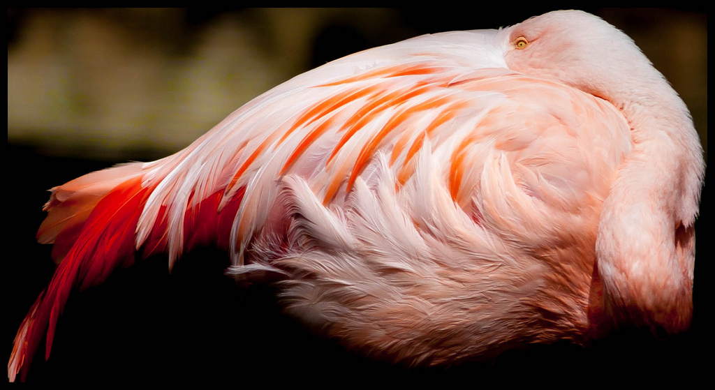 Phoenicopterus roseus