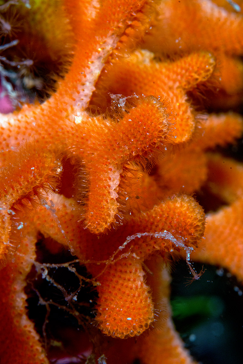 Pentapora fascialis