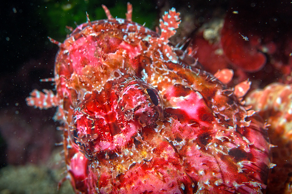 Scorfano rosso