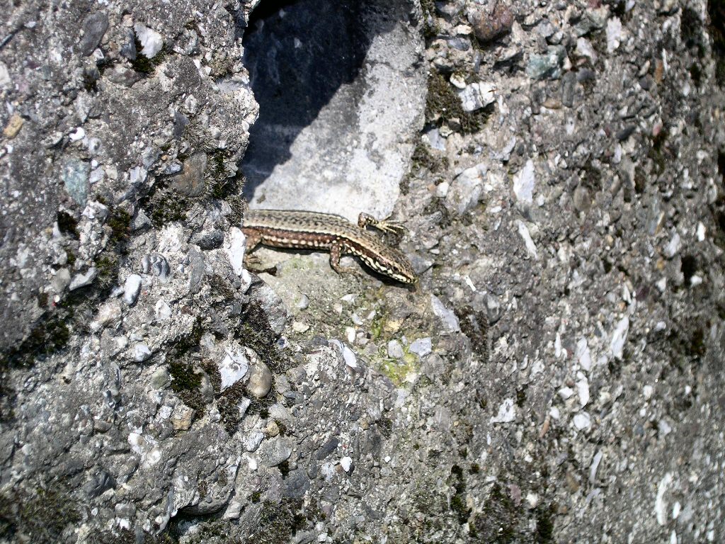 lucertola