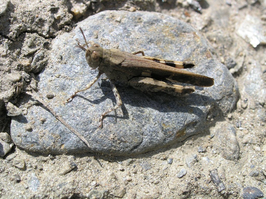 grillo