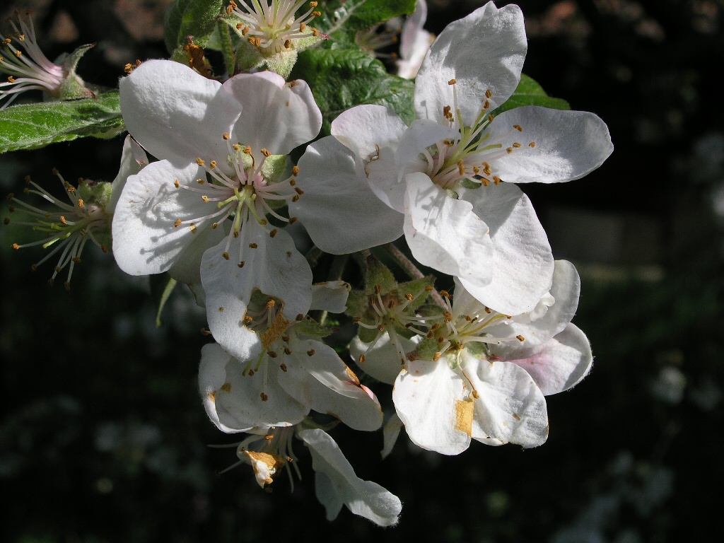 fiori di ciliegio