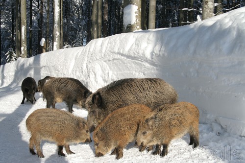 Bayerischer Wald