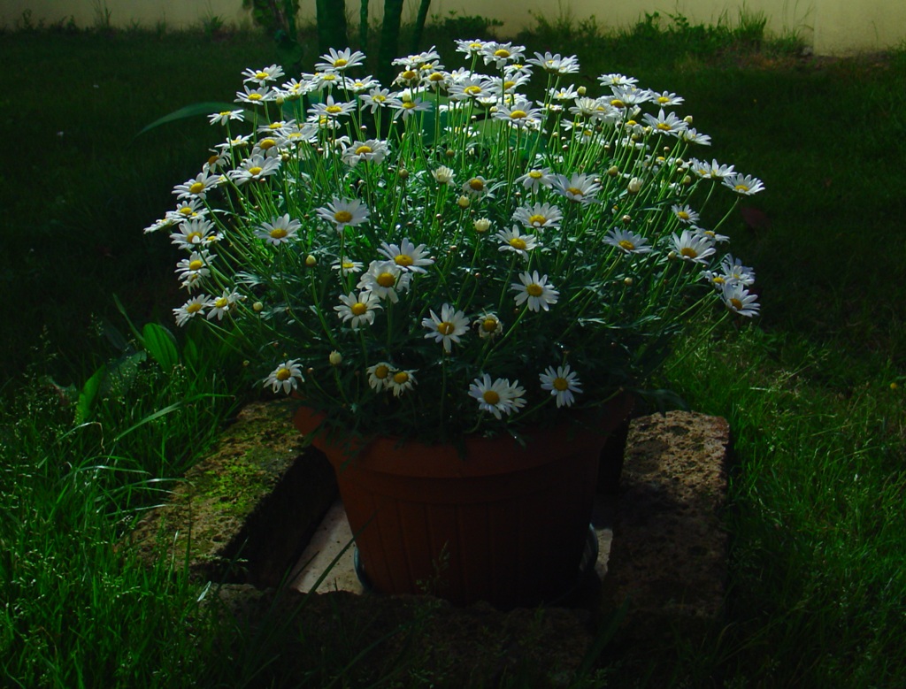 Margherite di sera