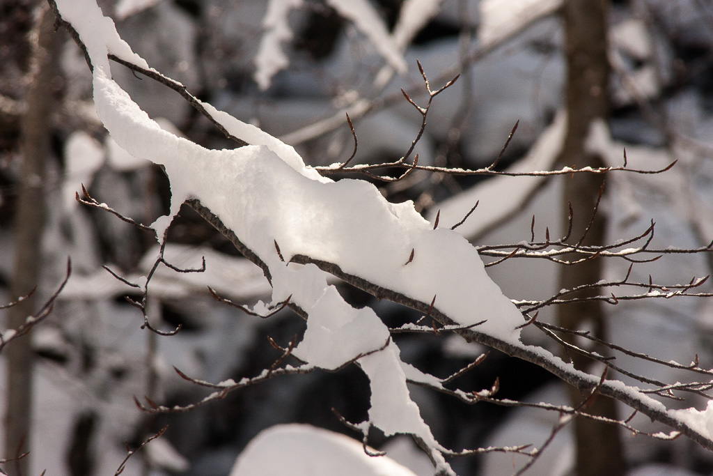 Neve su ramo