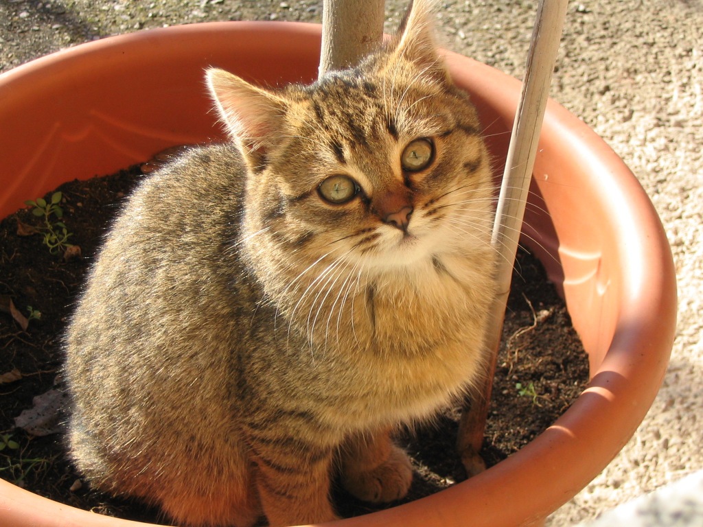 Gatto