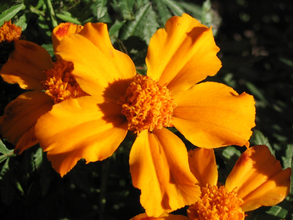 fiore