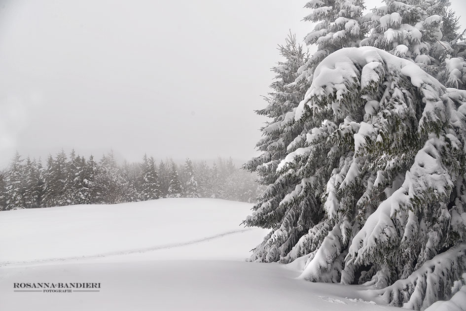 into the snow