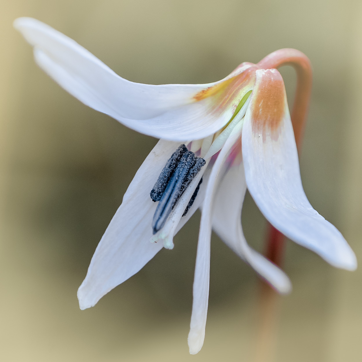 Erythronium-Prima uscita