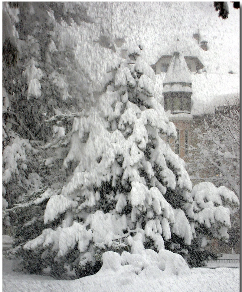 pino innevato