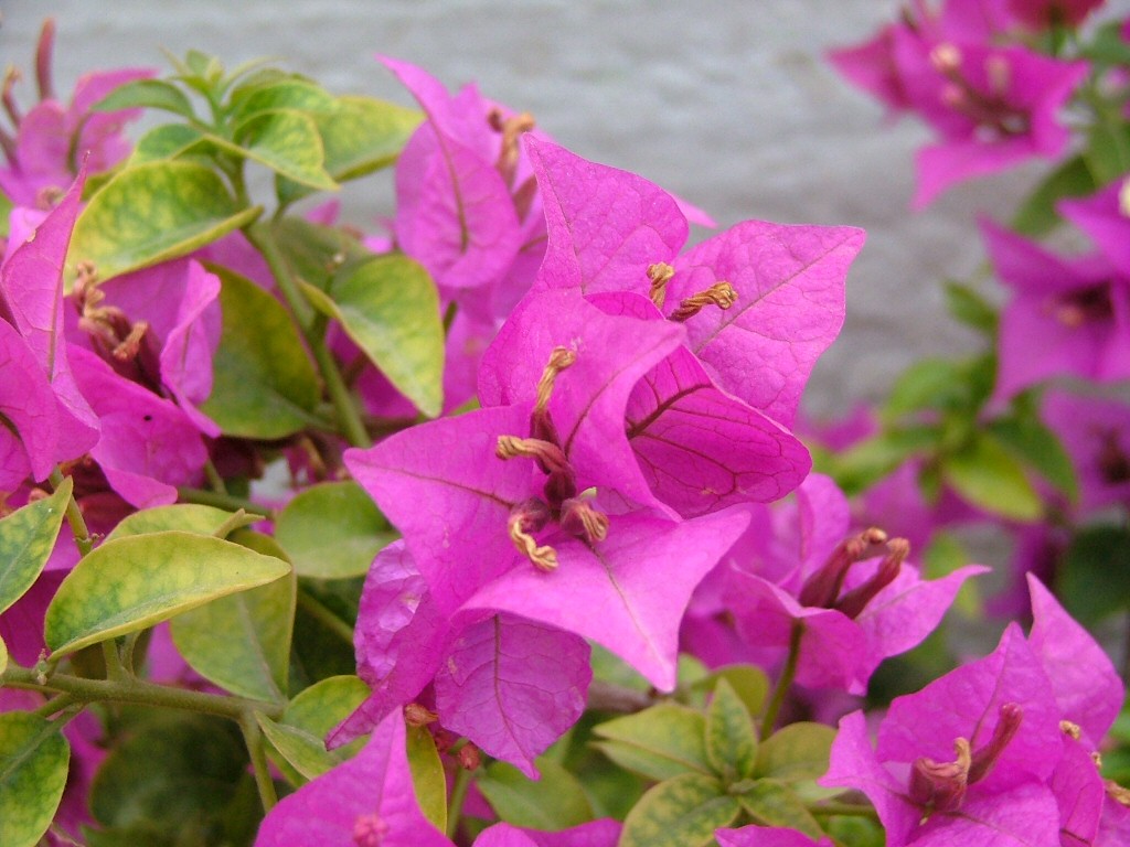 Fiore