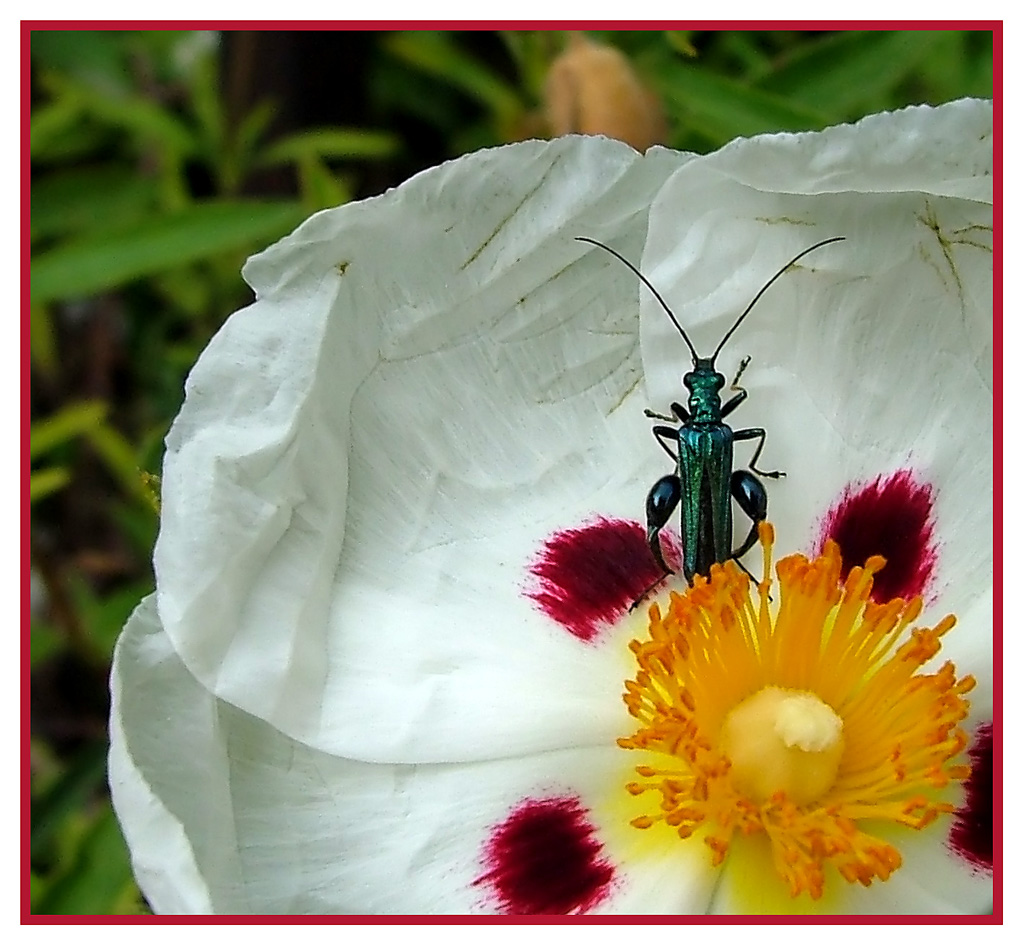 macro fiore/insetto