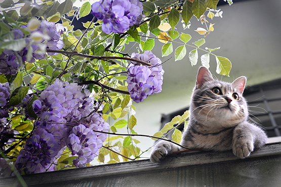 Miao