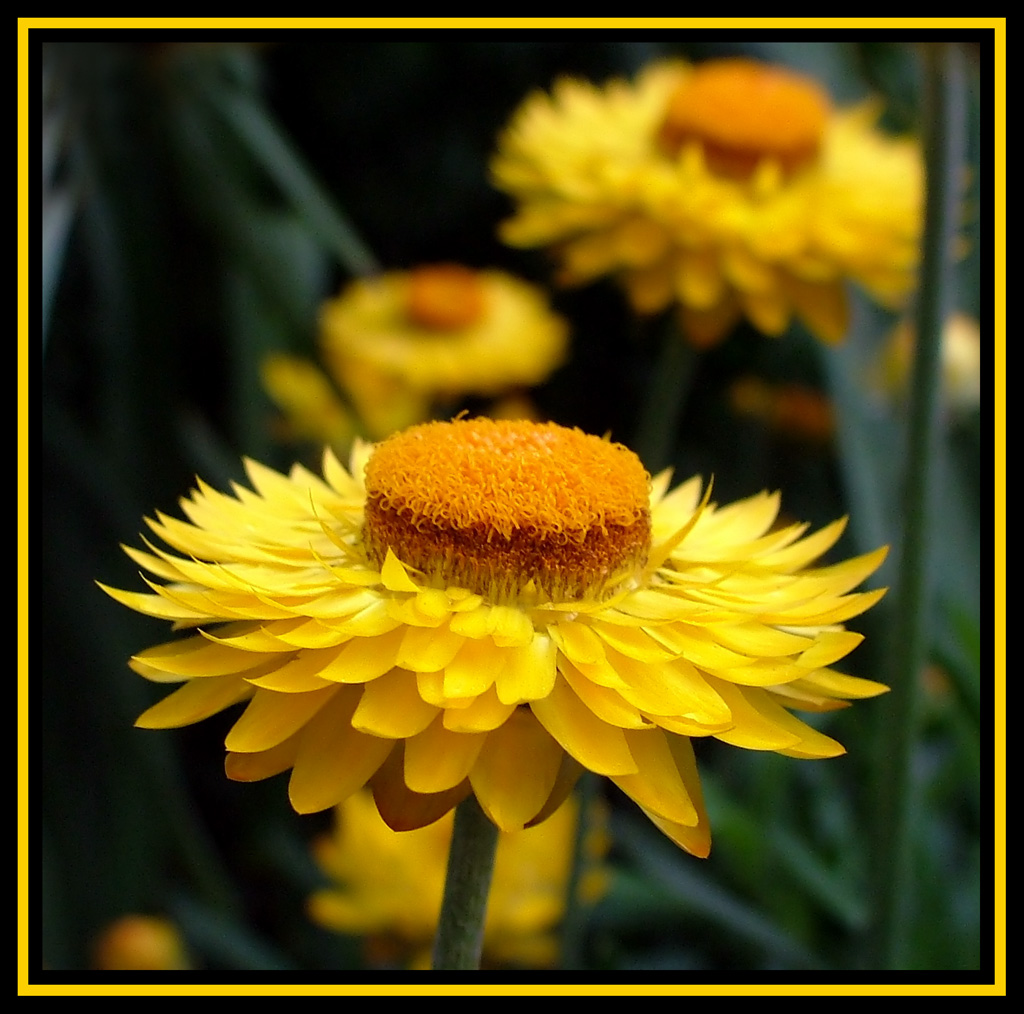 Macro fiore