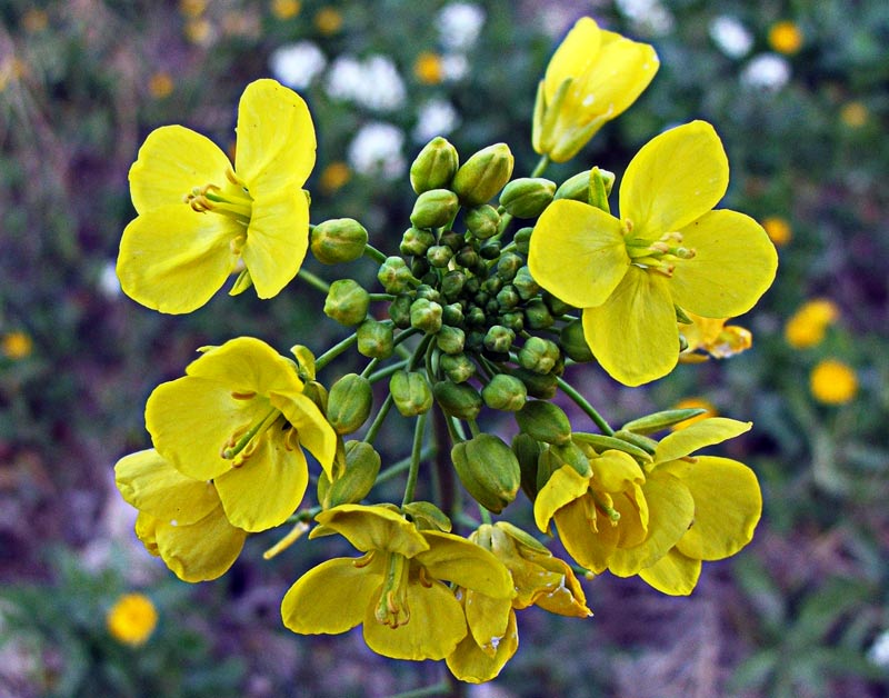 Fiore invernale 2