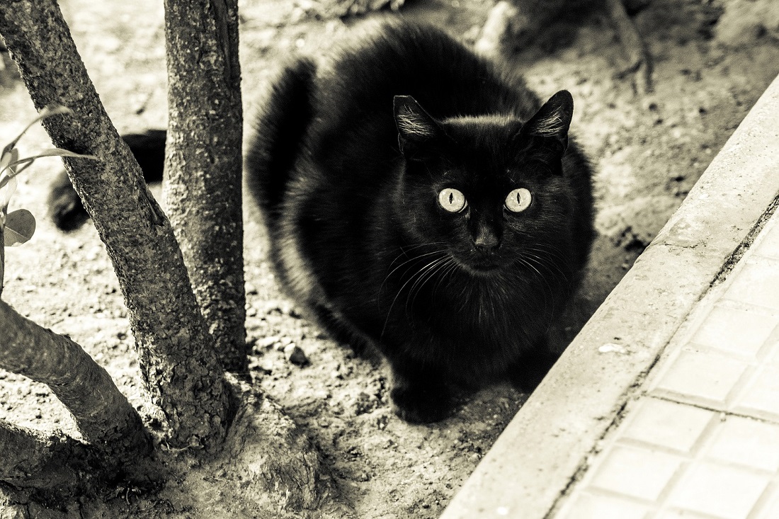 Eyes