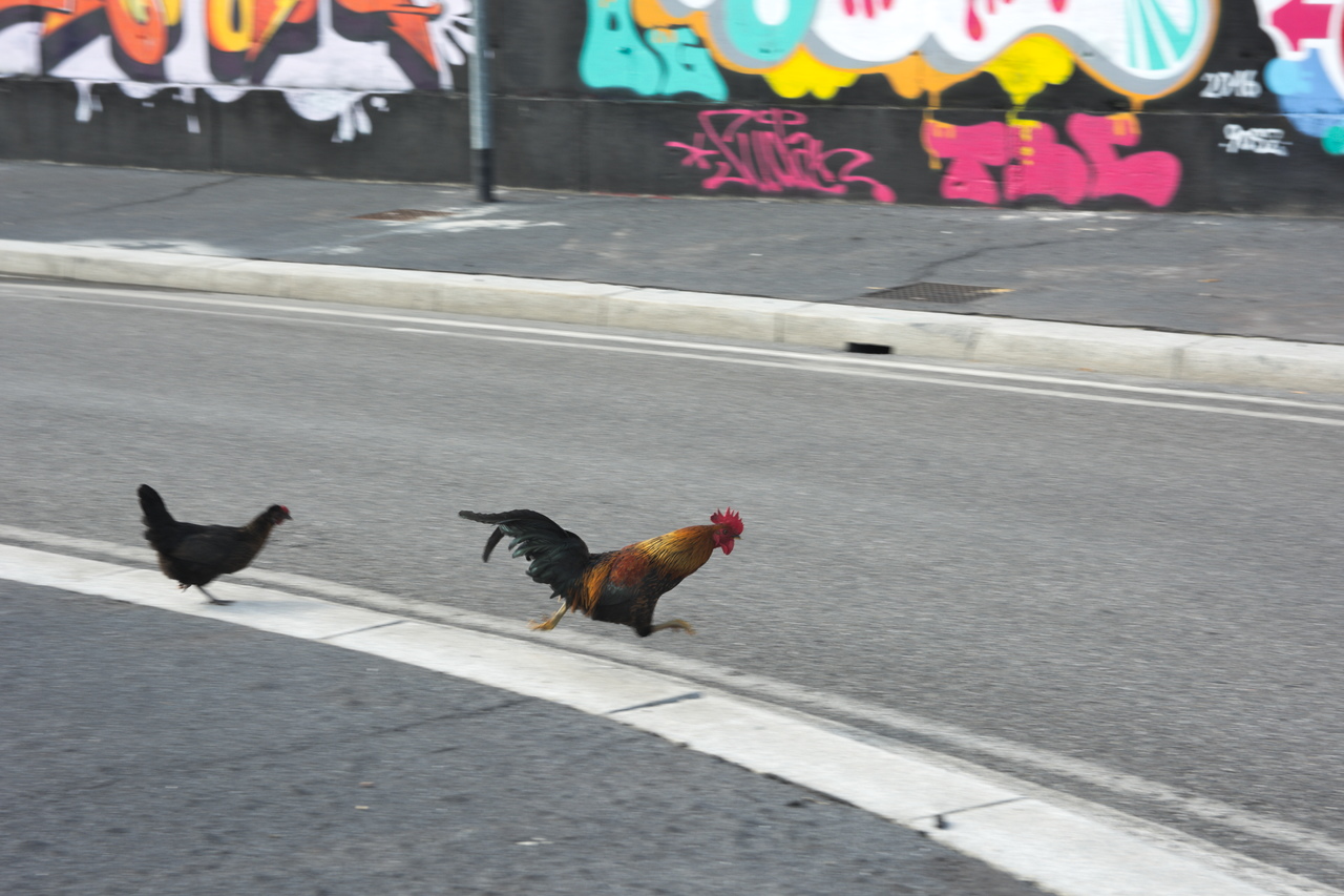 Chicken Street
