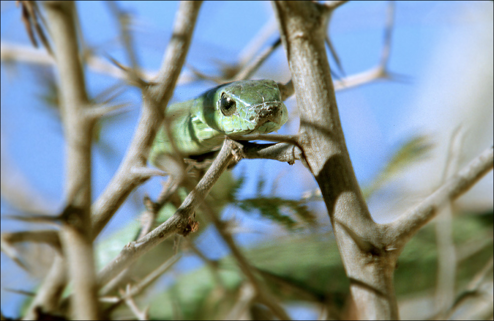 SSSsnake!!!