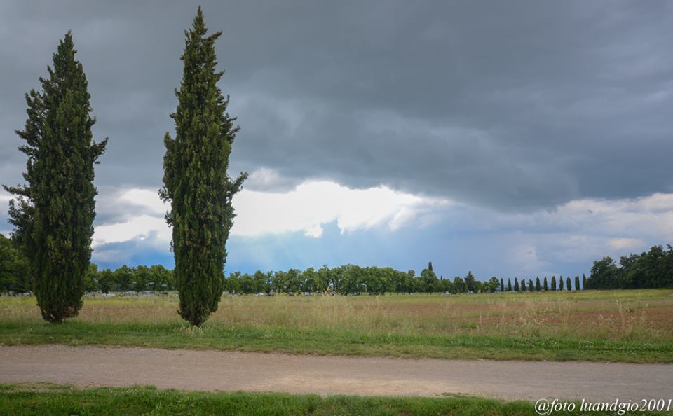Cipressi