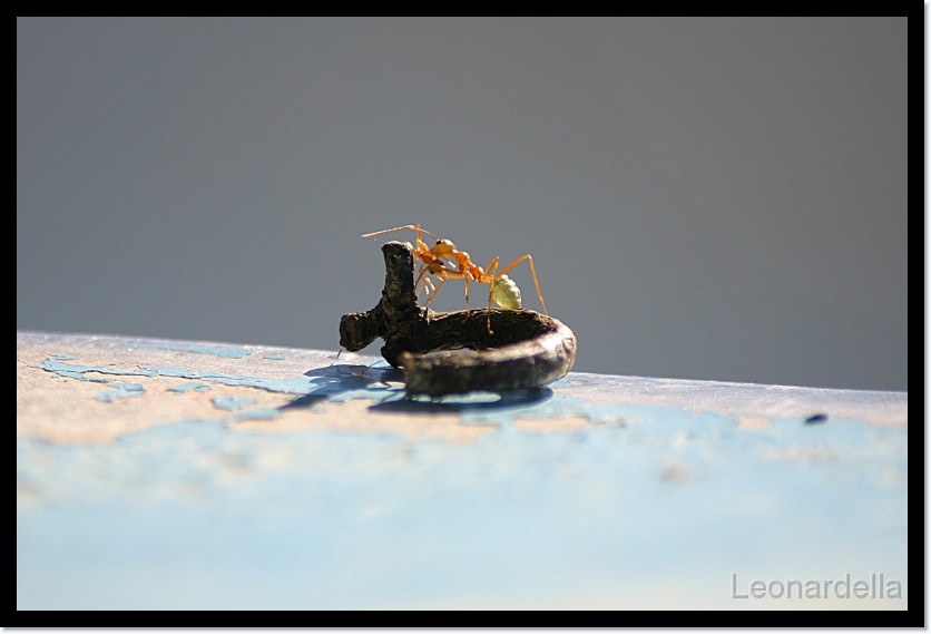 Formica