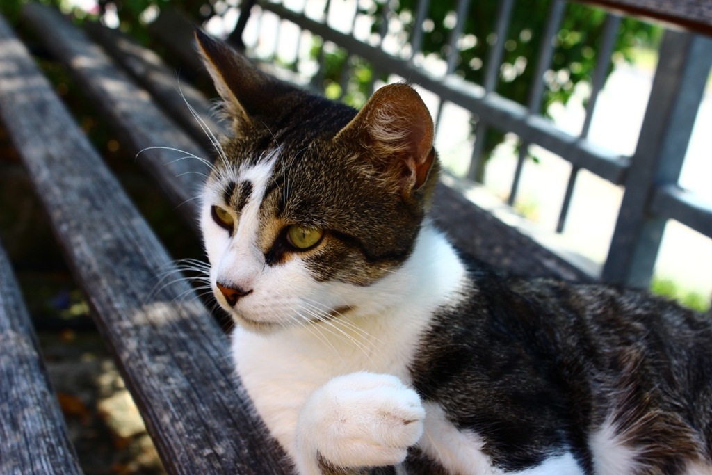Gatto...II