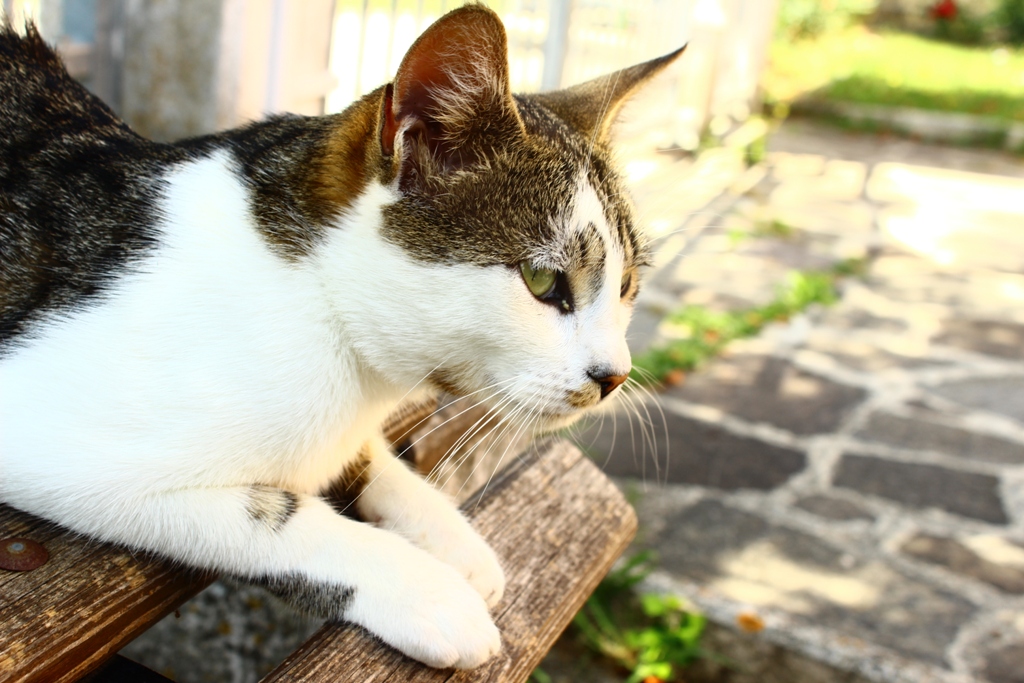 Gatto V
