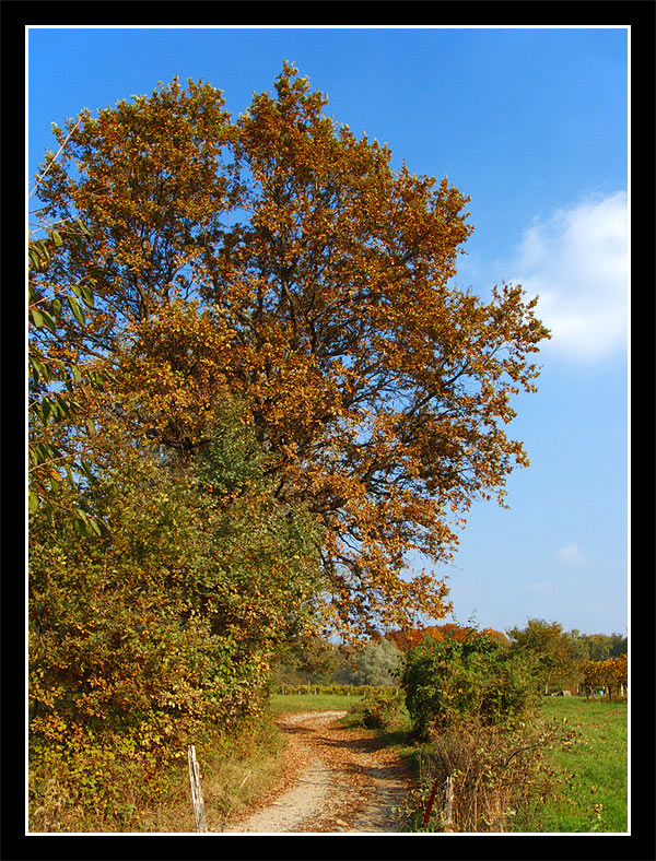 Albero rosso