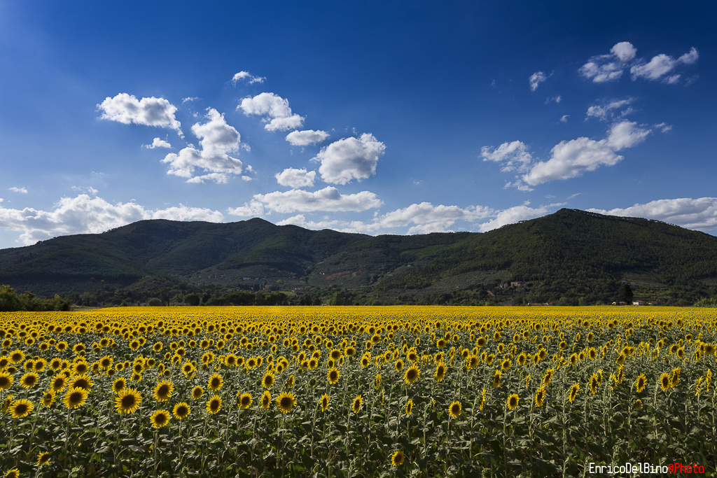 Girasoli 2016 - 2