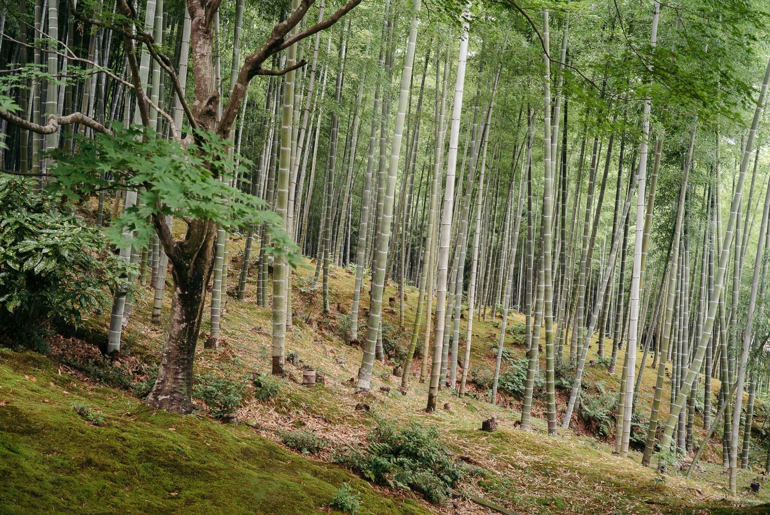 Arashyama