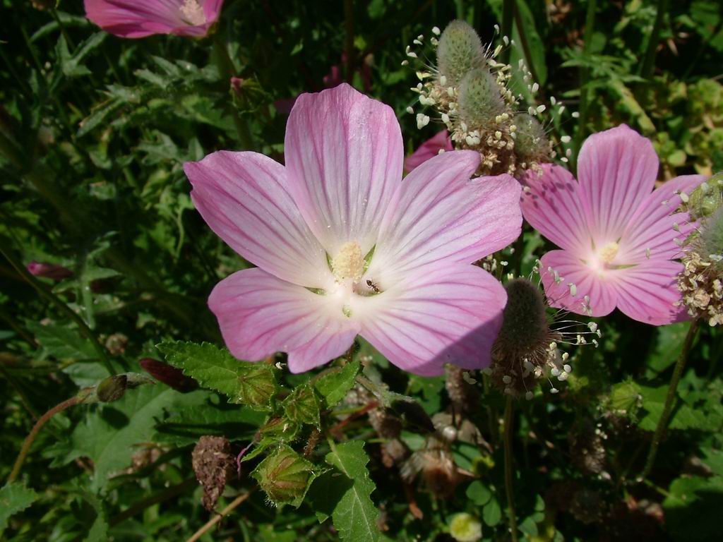 Macro su fiori