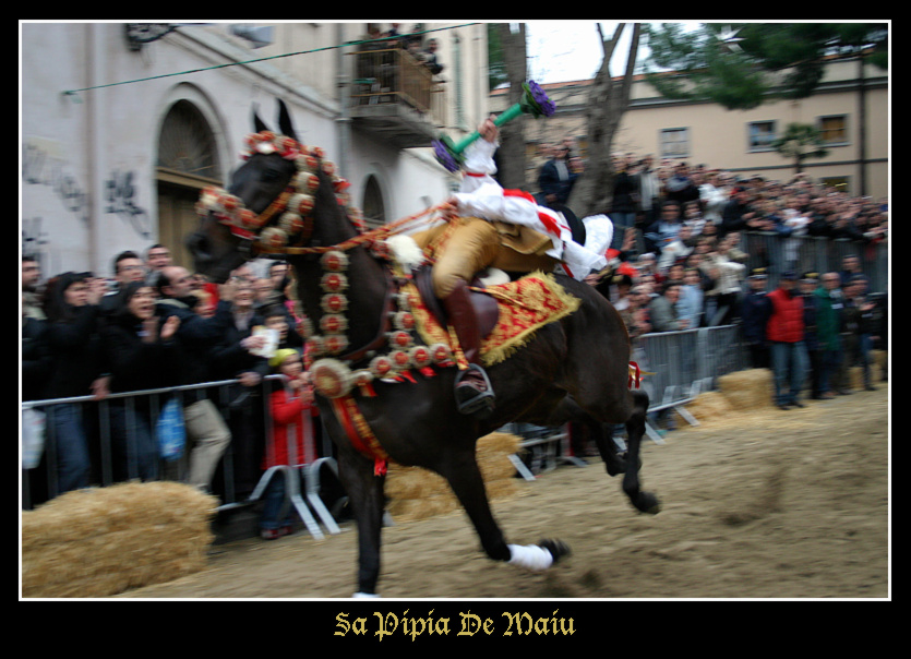 Sa pippia de Maiu