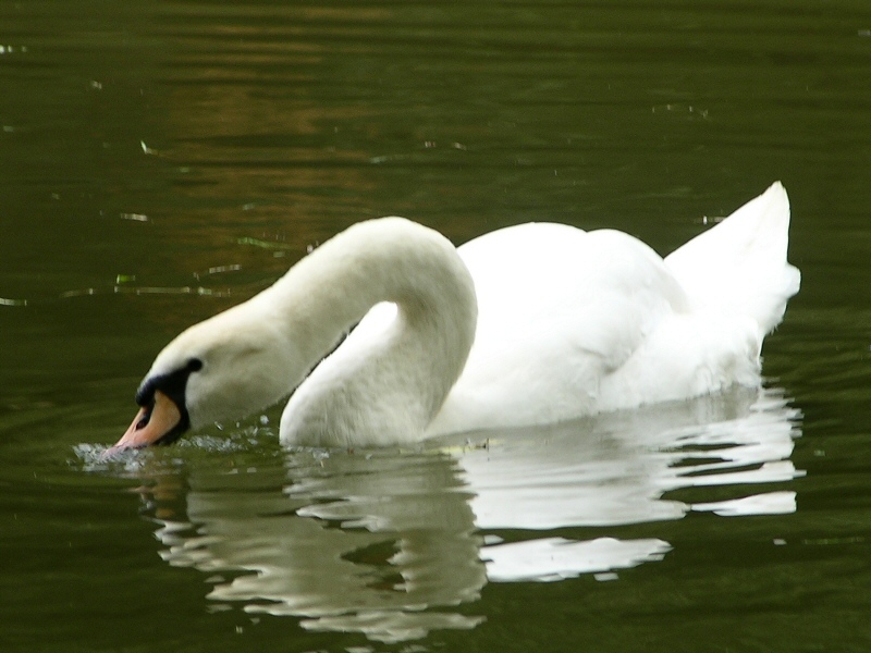 cigno