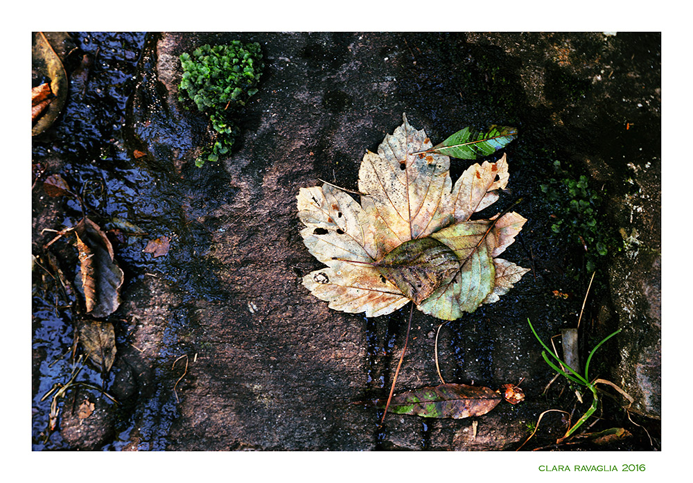 Addiii.. d'autunno