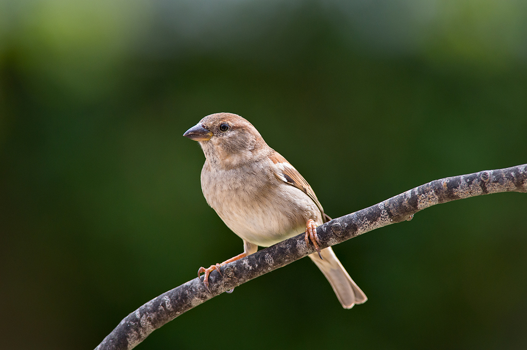Passero