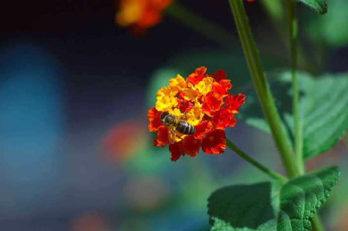 Ape su fiore