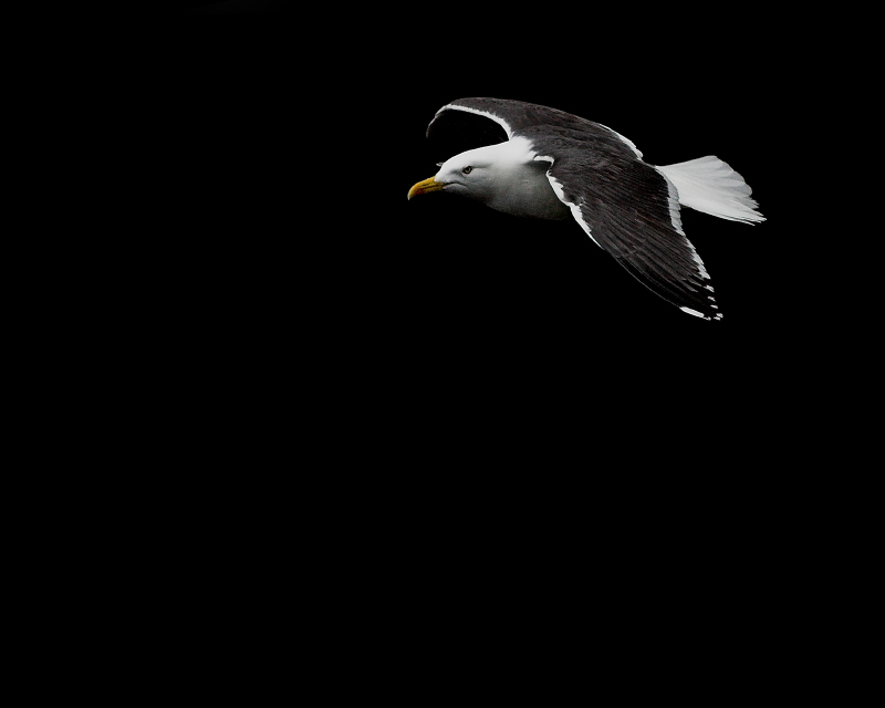 sea gull