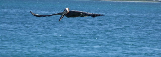 PELLICANO
