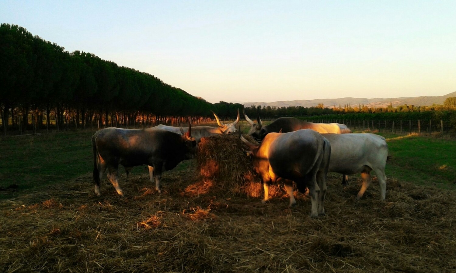 Maremma.