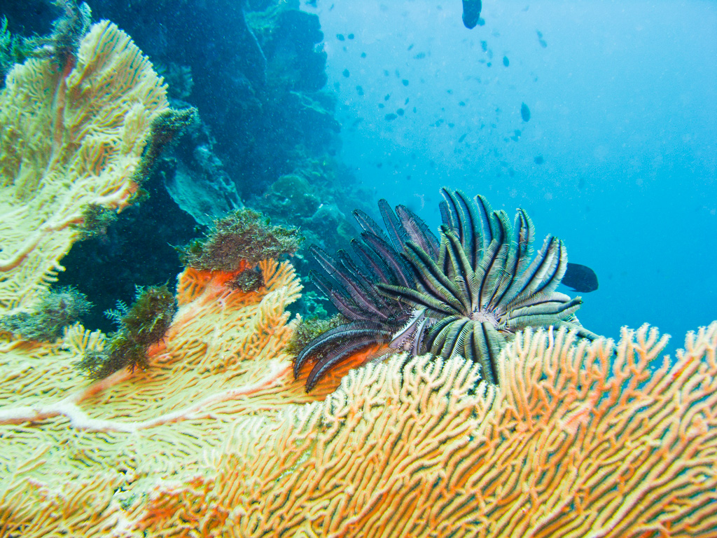 crinoide