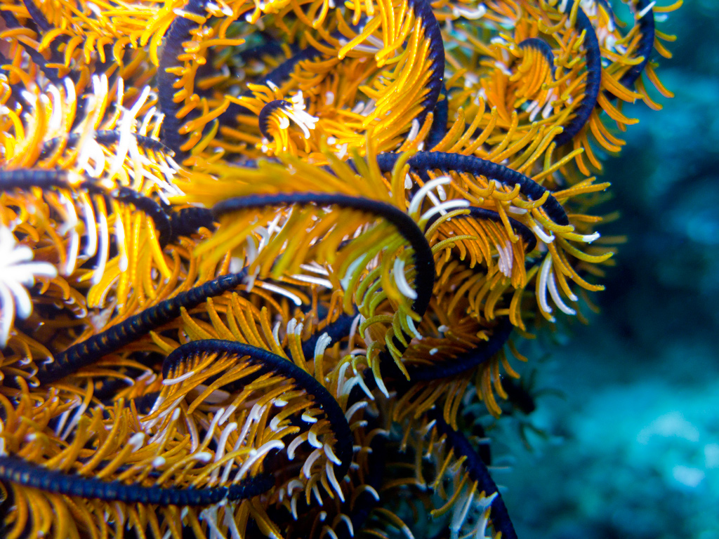 crinoide