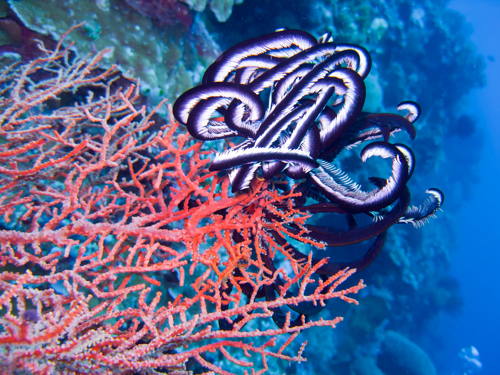 crinoide