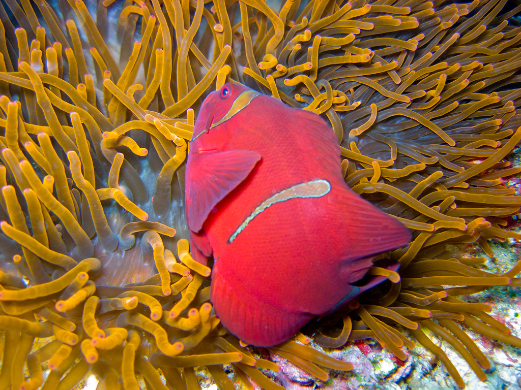 pesce pagliaccio