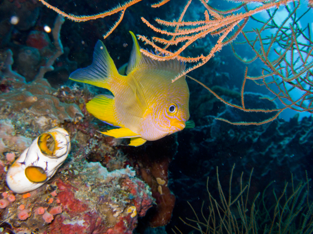 Castagnola dorata