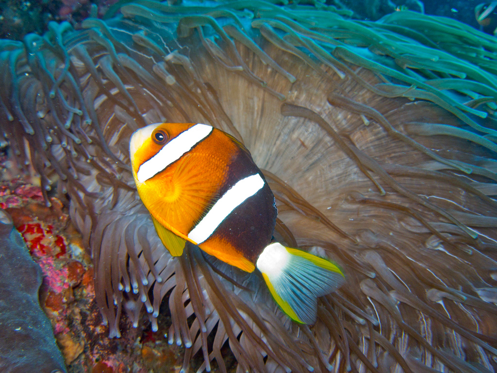 pesce pagliaccio