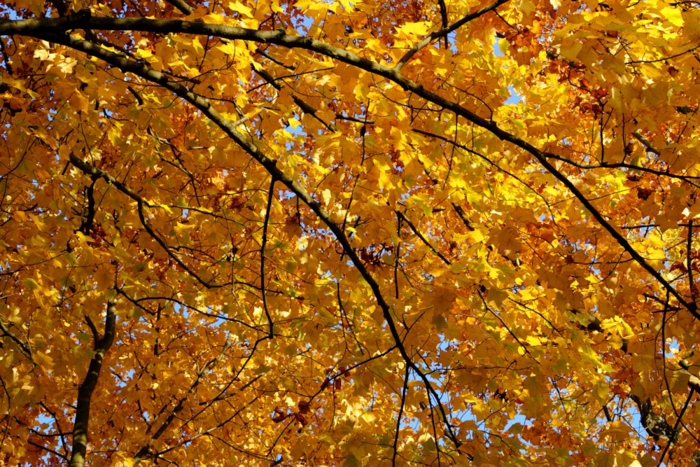 "Cielo" d'autunno