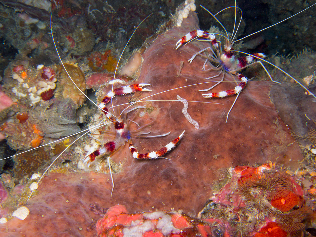 Gambero pulitore a bande Stenopus hispidus