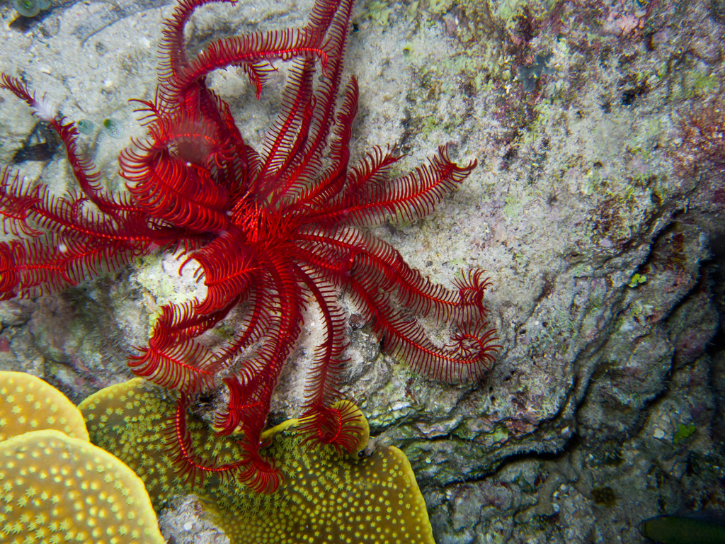 crinoide