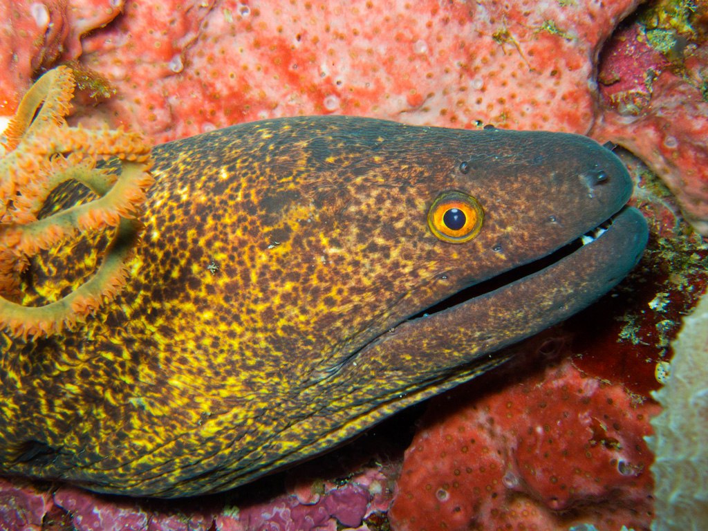 Murena