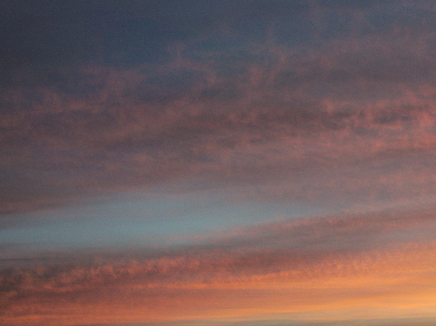 Alba rosa