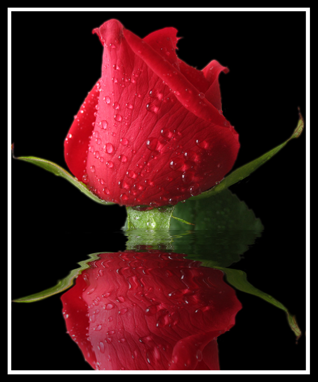 Rosa con riflesso